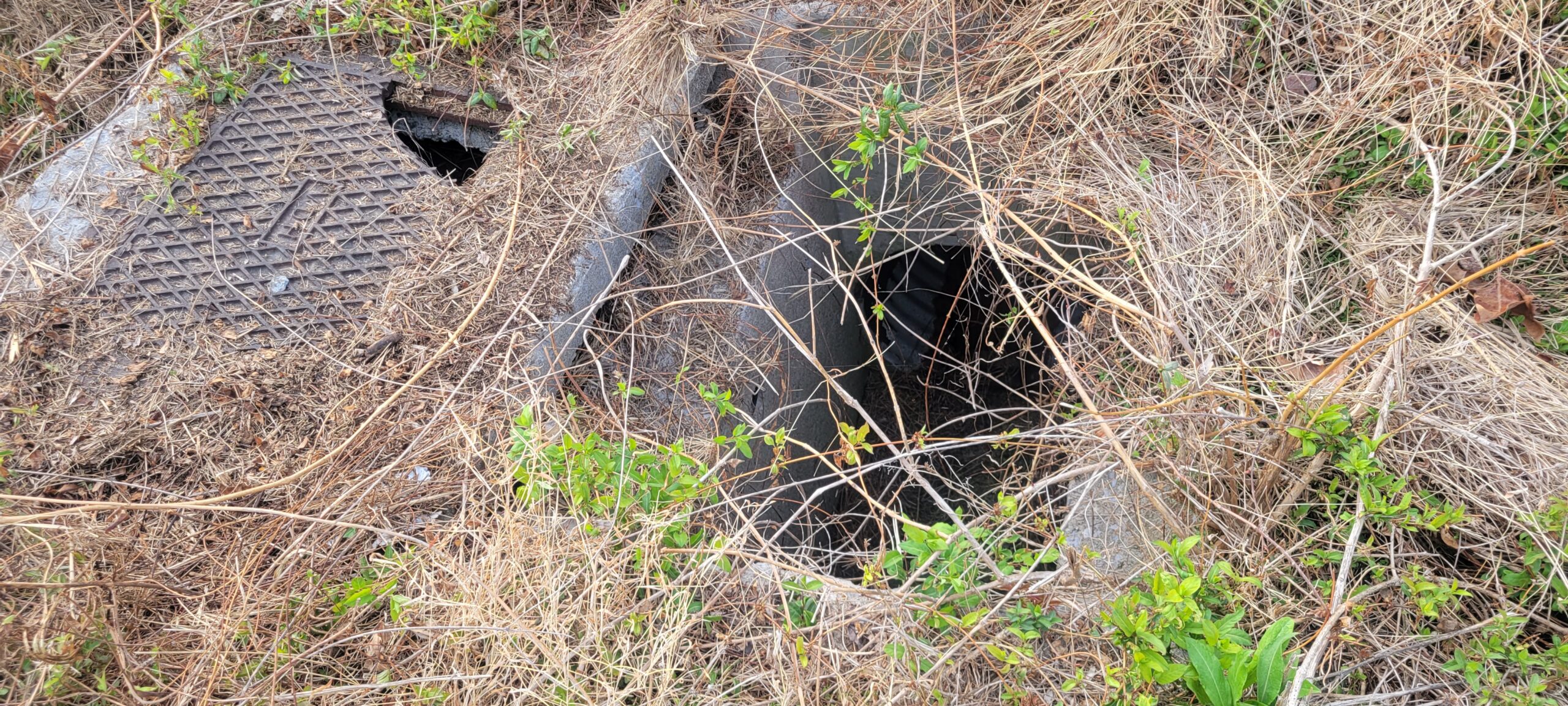Blocked Culvert with Overgrown Vegetation