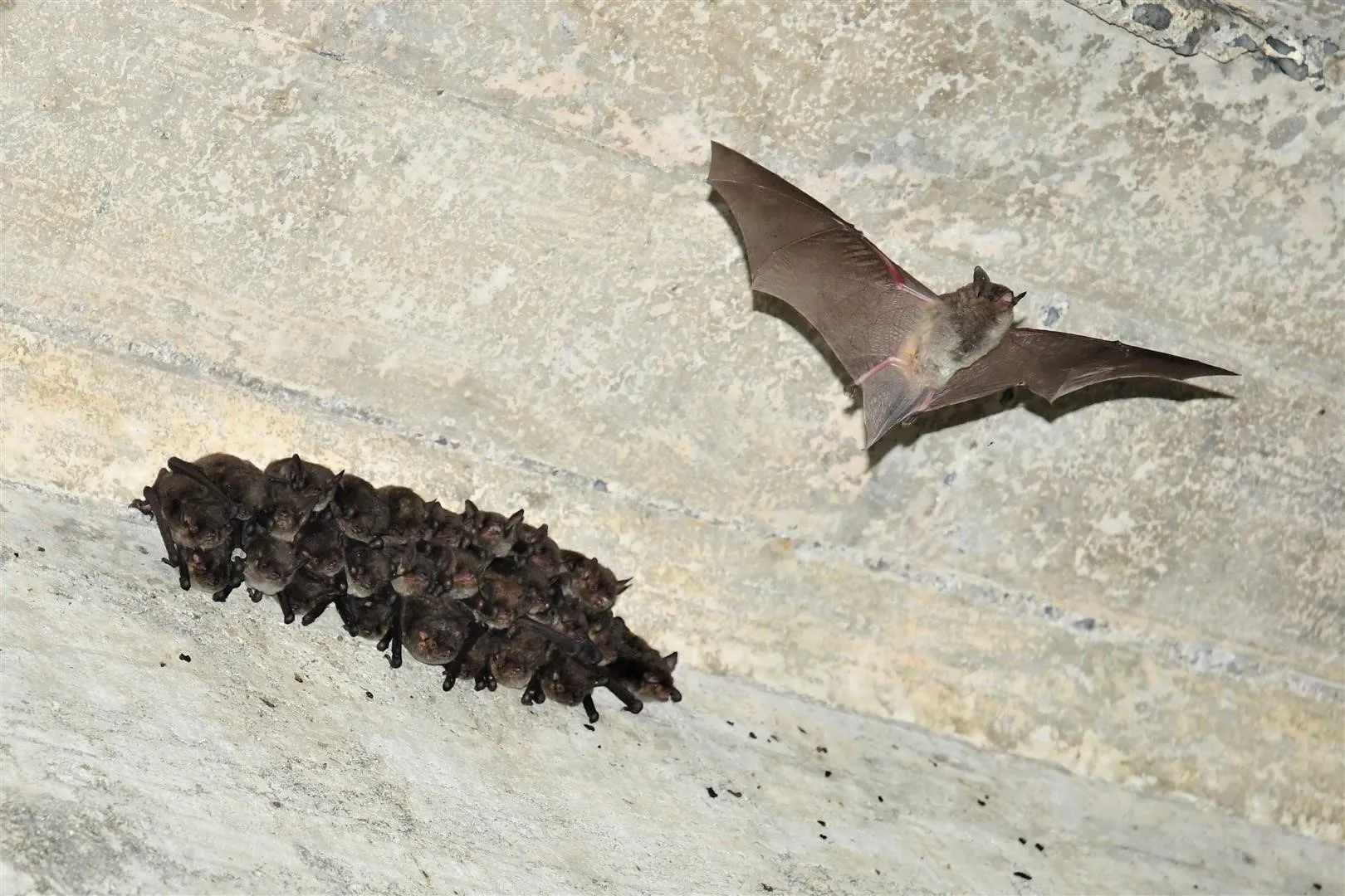 Bats Under Bridge Bats Under Bridge